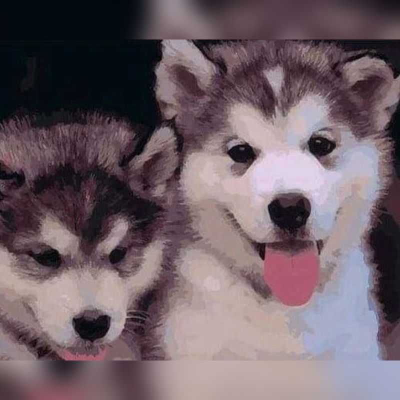 Puppies Posing Paint By Numbers - Paint On Numbers Canada