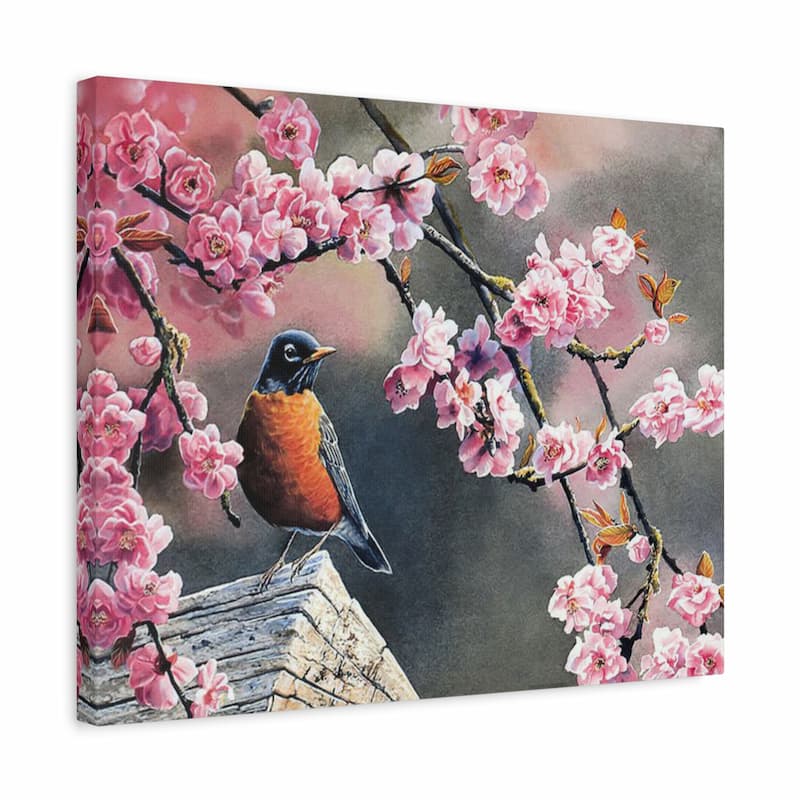 Canvas print of a robin bird perched on a branch with pink cherry blossoms.