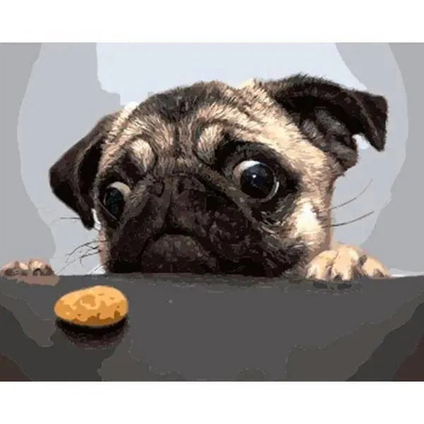 Adorable pug staring at a cookie with wide eyes – Snack Time Pup Paint By Numbers Kit Canada